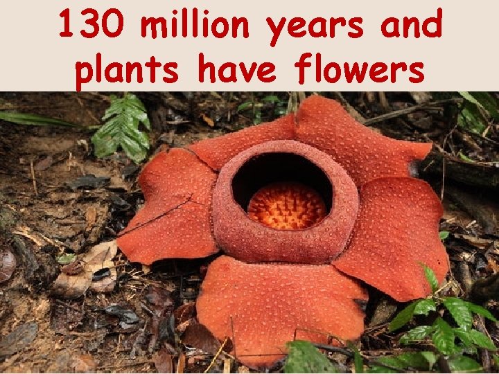130 million years and plants have flowers 