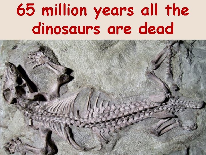 65 million years all the dinosaurs are dead 