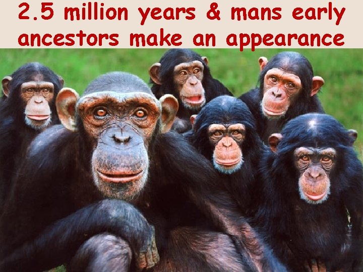2. 5 million years & mans early ancestors make an appearance 