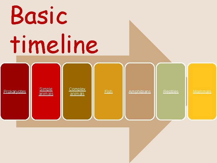 Basic timeline Prokaryotes Simple animals Complex animals Fish Amphibians Reptiles Mammals 