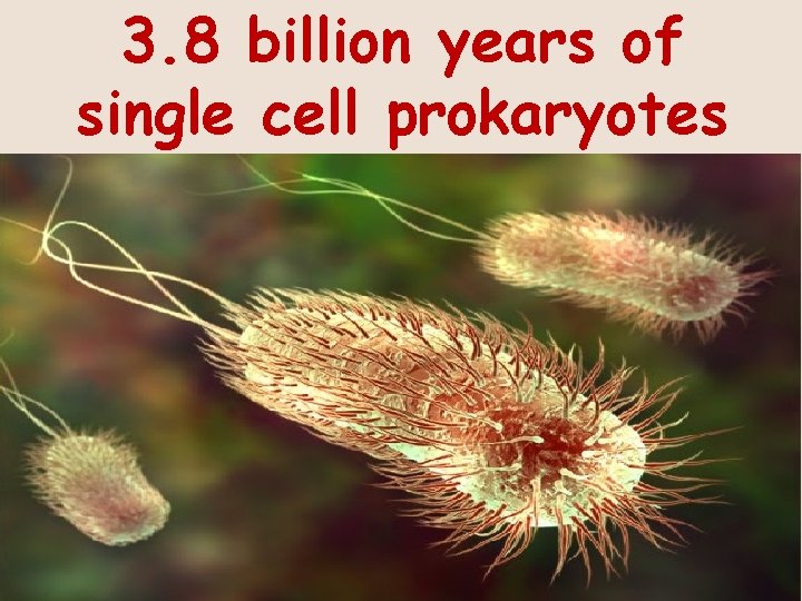 3. 8 billion years of single cell prokaryotes 