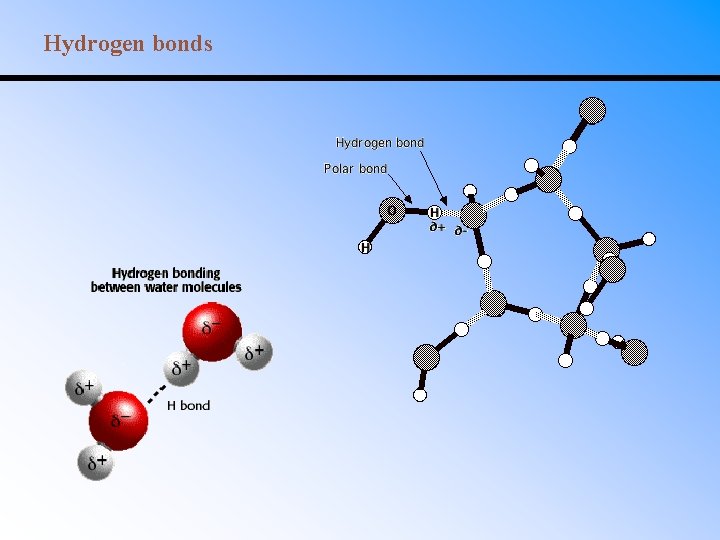Hydrogen bonds 