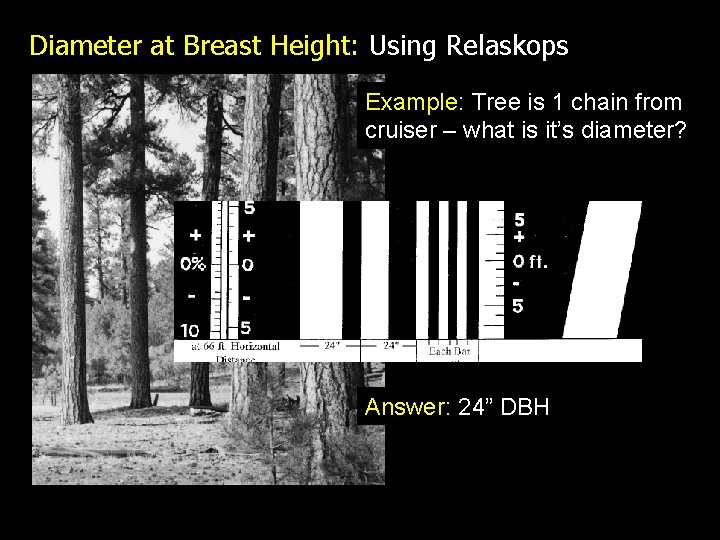 Diameter at Breast Height: Using Relaskops Example: Tree is 1 chain from cruiser –