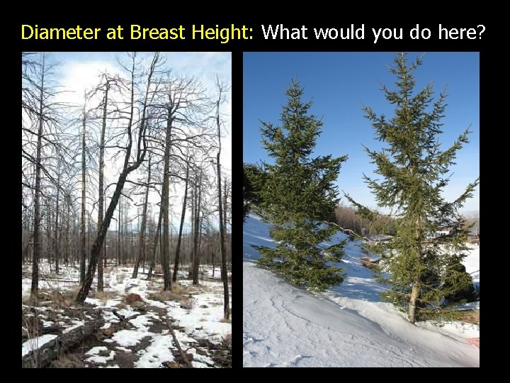 Diameter at Breast Height: What would you do here? 