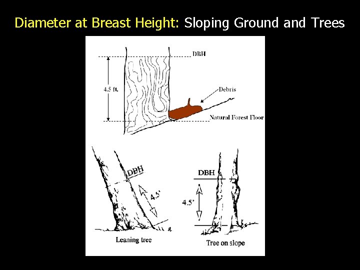 Diameter at Breast Height: Sloping Ground and Trees 