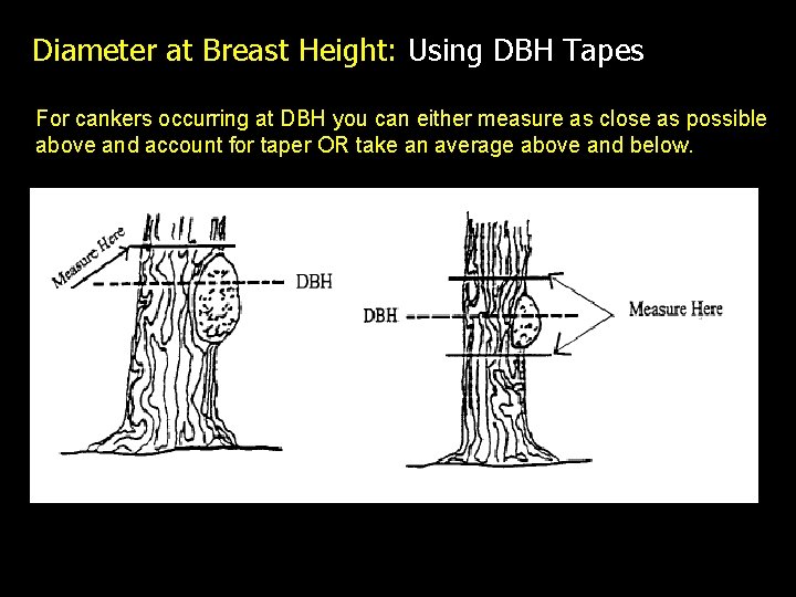 Diameter at Breast Height: Using DBH Tapes For cankers occurring at DBH you can