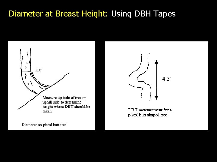 Diameter at Breast Height: Using DBH Tapes 