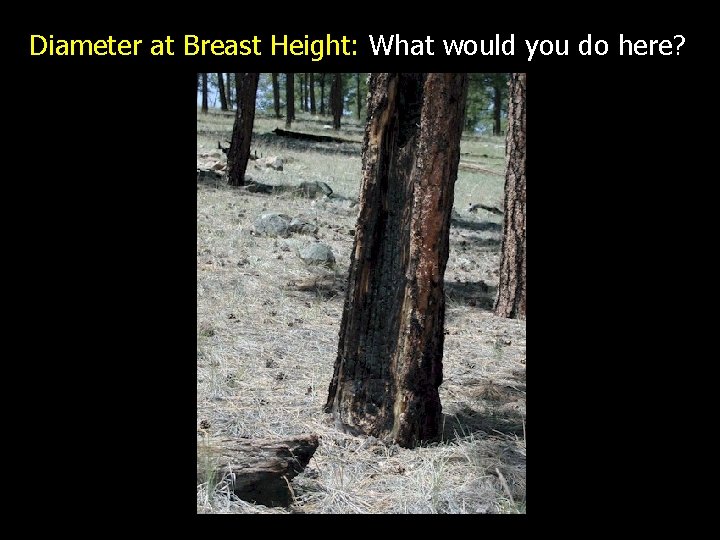 Diameter at Breast Height: What would you do here? 