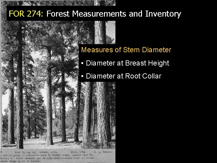 FOR 274: Forest Measurements and Inventory Measures of Stem Diameter • Diameter at Breast