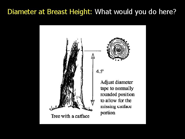 Diameter at Breast Height: What would you do here? 