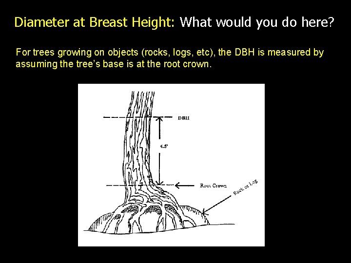 Diameter at Breast Height: What would you do here? For trees growing on objects