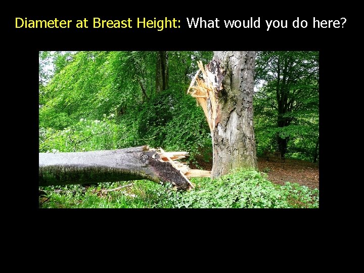 Diameter at Breast Height: What would you do here? 