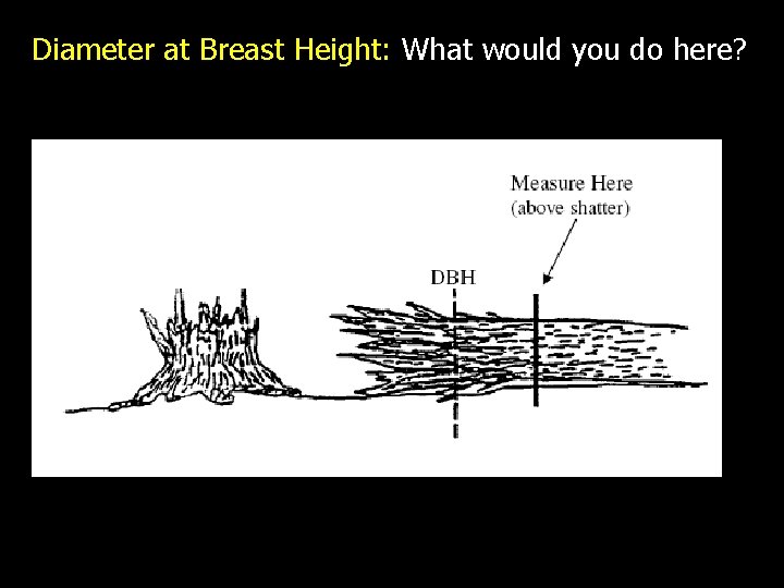 Diameter at Breast Height: What would you do here? 