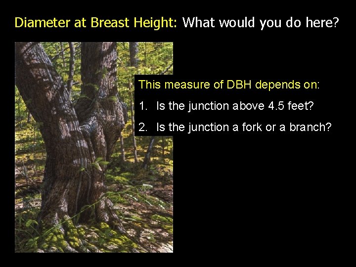 Diameter at Breast Height: What would you do here? This measure of DBH depends