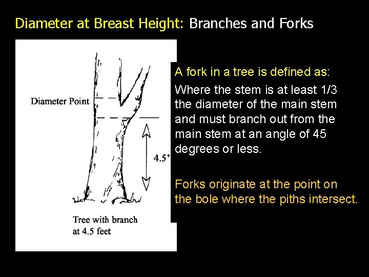 Diameter at Breast Height: Branches and Forks A fork in a tree is defined