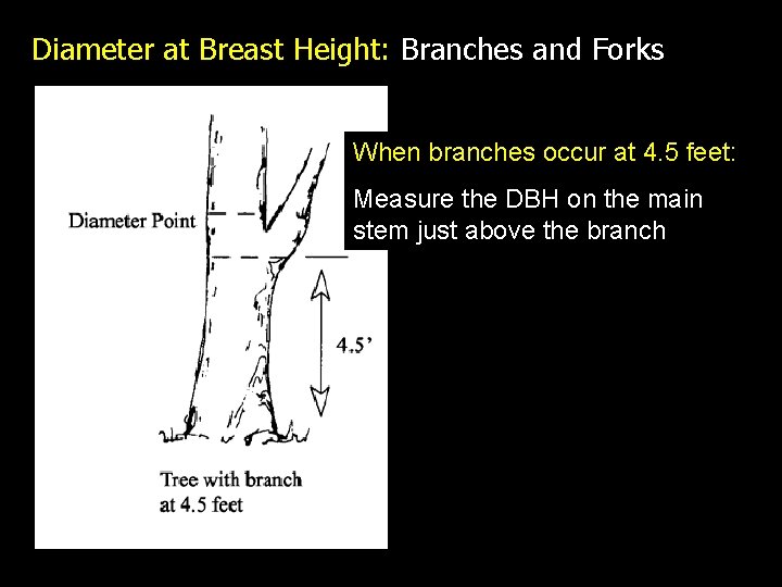 Diameter at Breast Height: Branches and Forks When branches occur at 4. 5 feet: