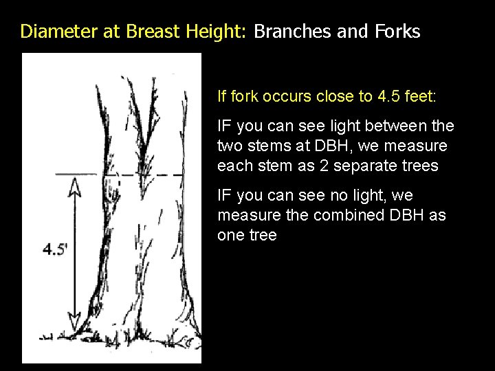 Diameter at Breast Height: Branches and Forks If fork occurs close to 4. 5