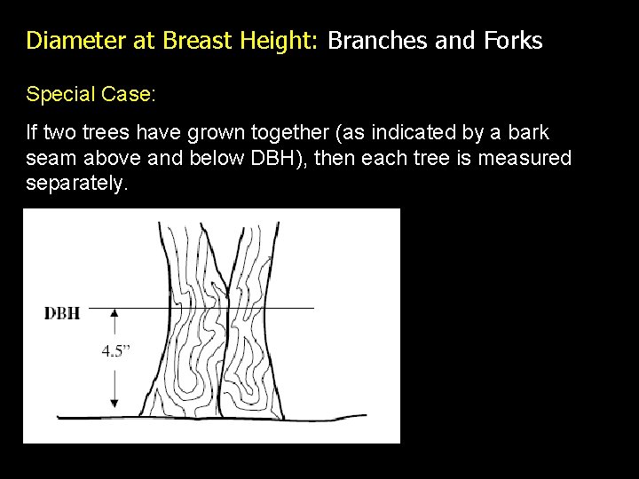 Diameter at Breast Height: Branches and Forks Special Case: If two trees have grown