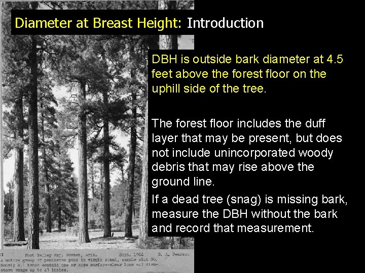 Diameter at Breast Height: Introduction DBH is outside bark diameter at 4. 5 feet