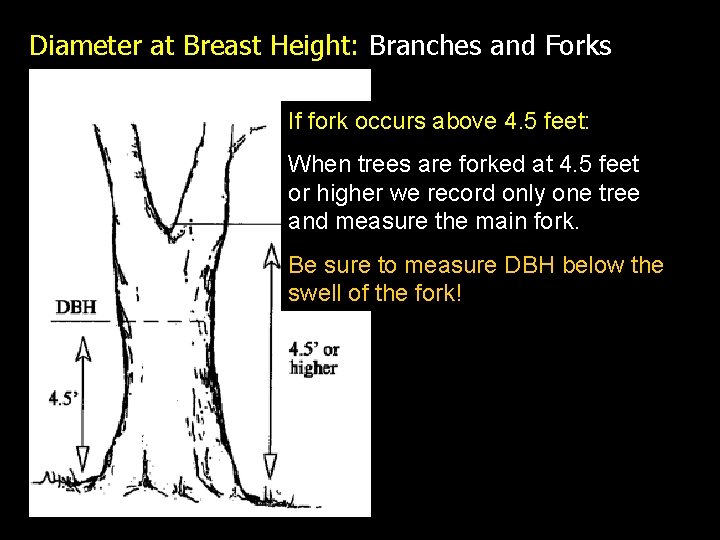 Diameter at Breast Height: Branches and Forks If fork occurs above 4. 5 feet: