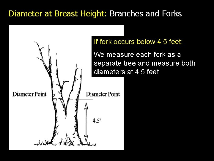 Diameter at Breast Height: Branches and Forks If fork occurs below 4. 5 feet:
