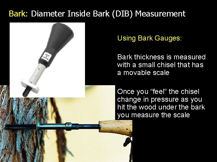 Bark: Diameter Inside Bark (DIB) Measurement Using Bark Gauges: Bark thickness is measured with