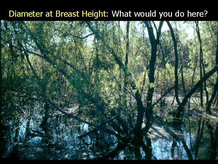 Diameter at Breast Height: What would you do here? 