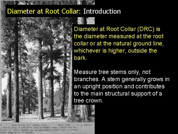 Diameter at Root Collar: Introduction Diameter at Root Collar (DRC) is the diameter measured