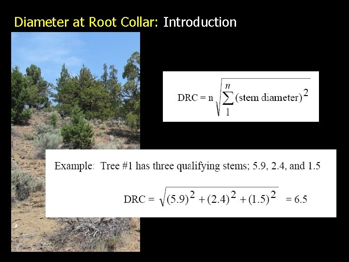 Diameter at Root Collar: Introduction 