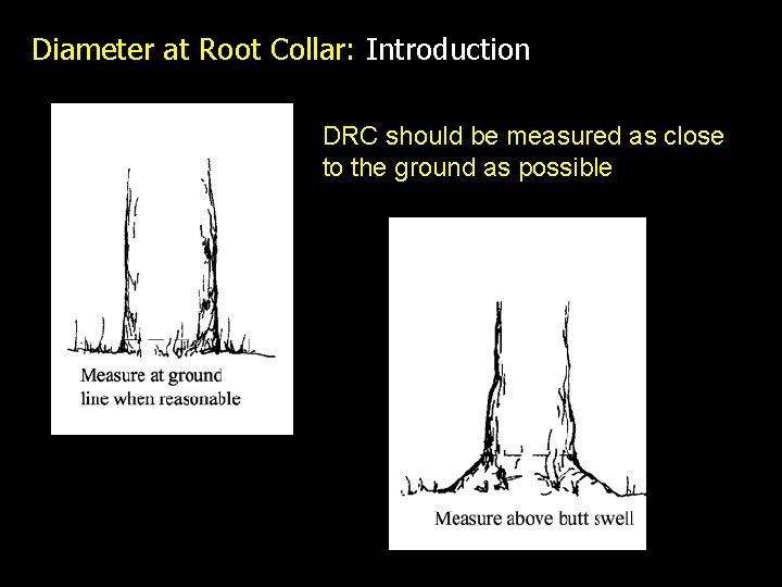 Diameter at Root Collar: Introduction DRC should be measured as close to the ground