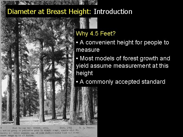 Diameter at Breast Height: Introduction Why 4. 5 Feet? • A convenient height for