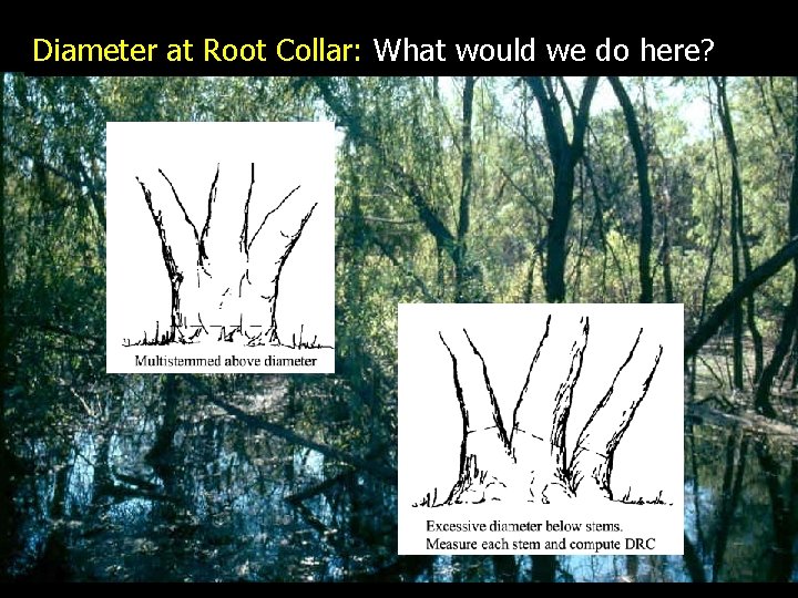 Diameter at Root Collar: What would we do here? 