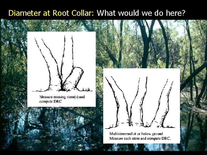 Diameter at Root Collar: What would we do here? 