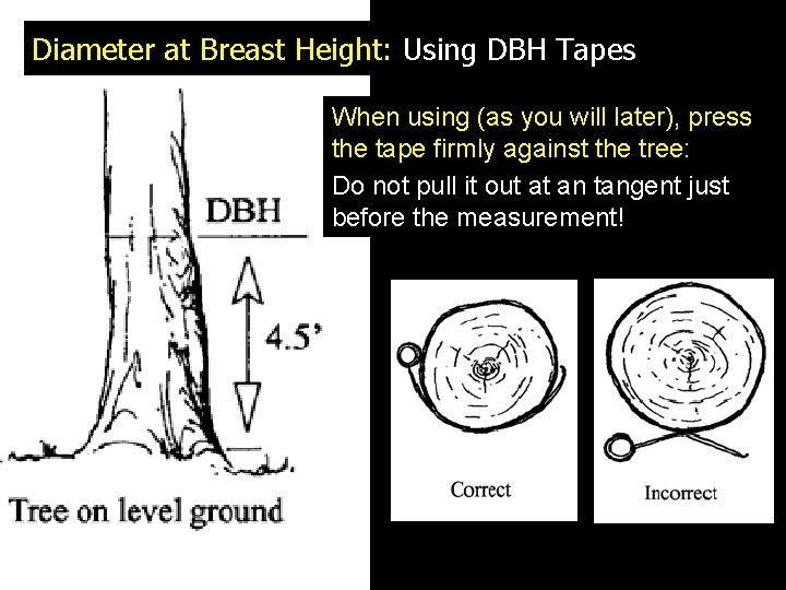 Diameter at Breast Height: Using DBH Tapes When using (as you will later), press