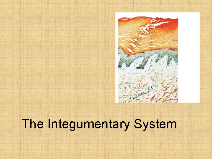 The Integumentary System 