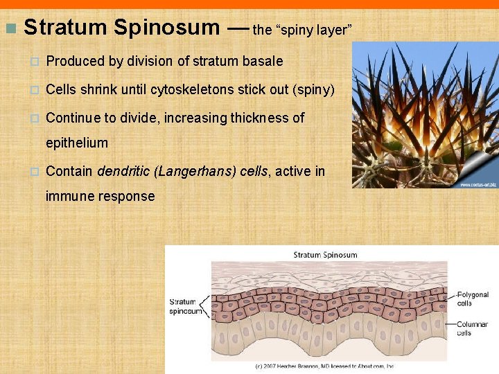 n Stratum Spinosum — the “spiny layer” ¨ Produced by division of stratum basale