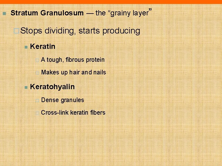 n Stratum Granulosum — the “grainy layer” ¨ Stops n n dividing, starts producing