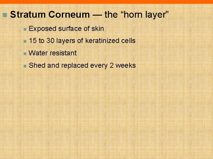 n Stratum Corneum — the “horn layer” n Exposed surface of skin n 15