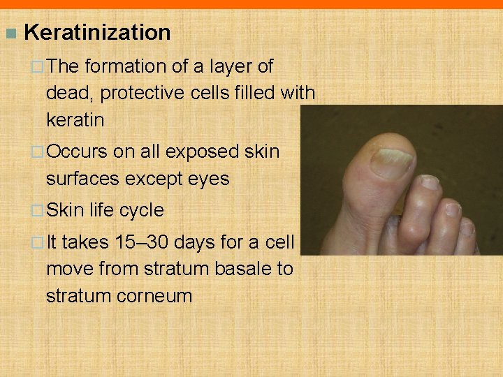 n Keratinization ¨ The formation of a layer of dead, protective cells filled with