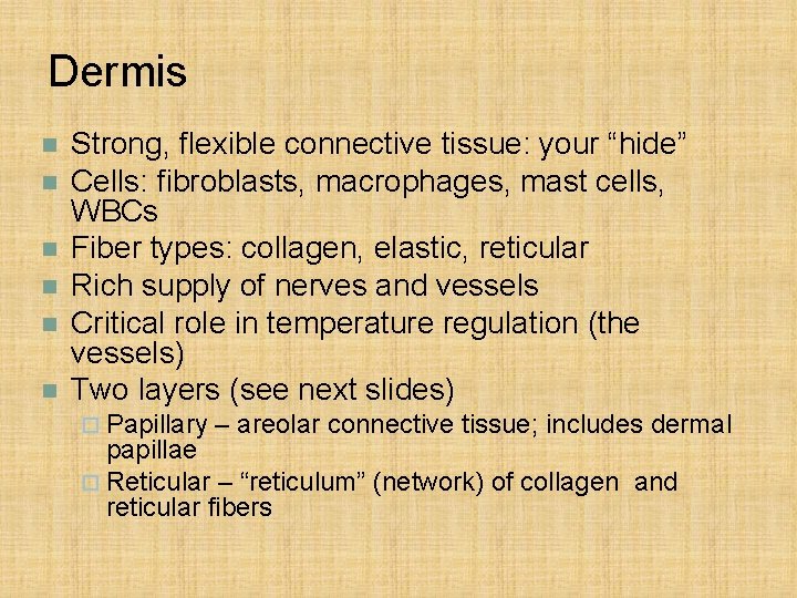 Dermis n n n Strong, flexible connective tissue: your “hide” Cells: fibroblasts, macrophages, mast