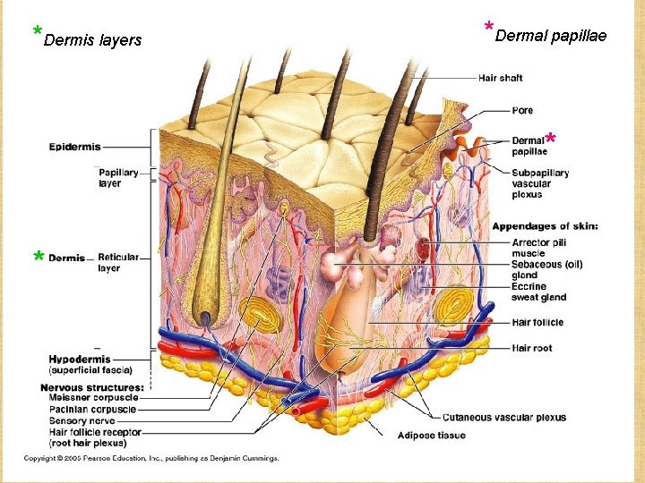 *Dermis layers *Dermal papillae * * 