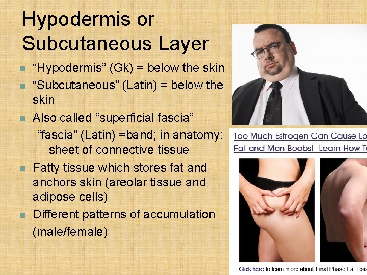 Hypodermis or Subcutaneous Layer n n n “Hypodermis” (Gk) = below the skin “Subcutaneous”