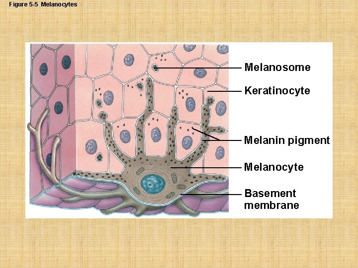 Figure 5 -5 Melanocytes Melanosome Keratinocyte Melanin pigment Melanocyte Basement membrane 