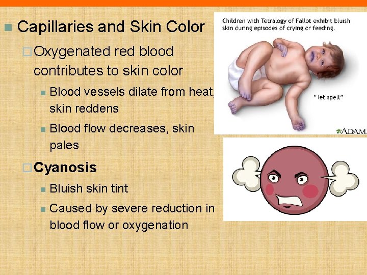 n Capillaries and Skin Color ¨ Oxygenated red blood contributes to skin color n