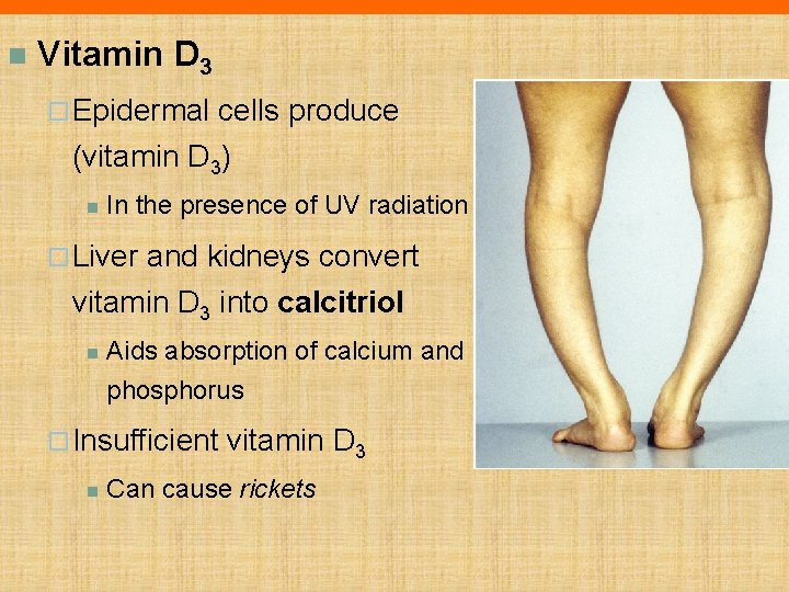 n Vitamin D 3 ¨ Epidermal cells produce (vitamin D 3) n In the