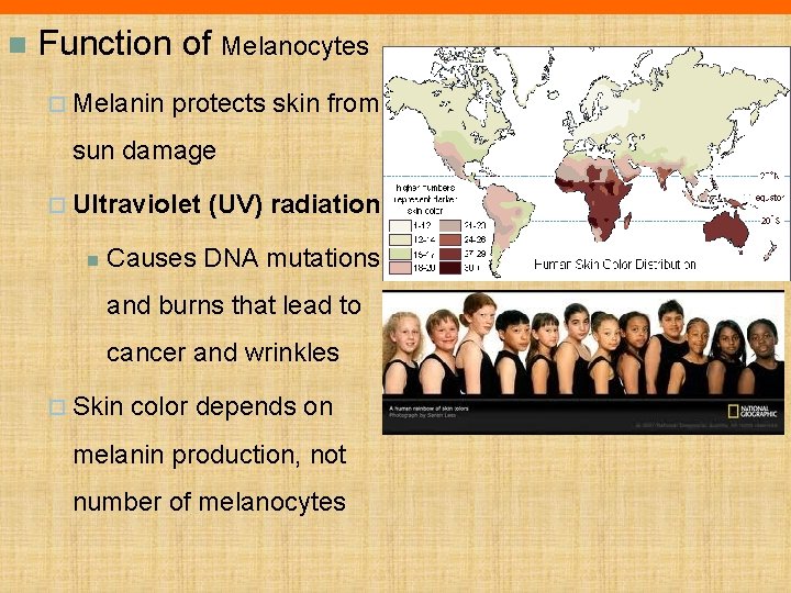 n Function of Melanocytes ¨ Melanin protects skin from sun damage ¨ Ultraviolet n