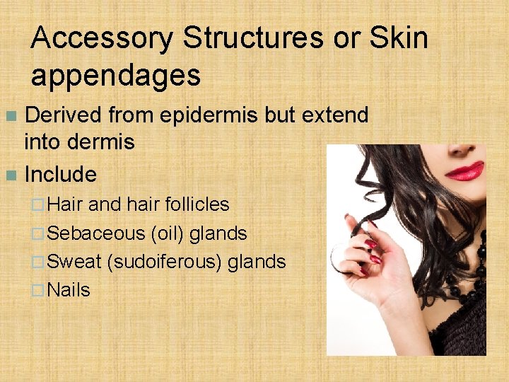 Accessory Structures or Skin appendages Derived from epidermis but extend into dermis n Include