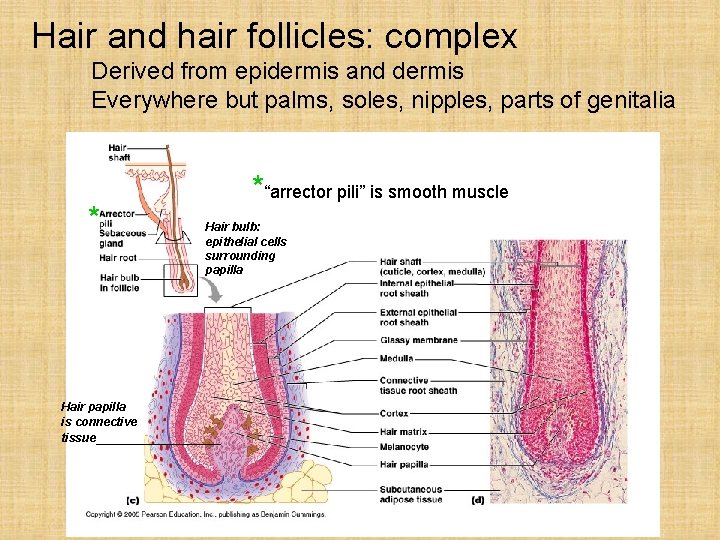 Hair and hair follicles: complex Derived from epidermis and dermis Everywhere but palms, soles,