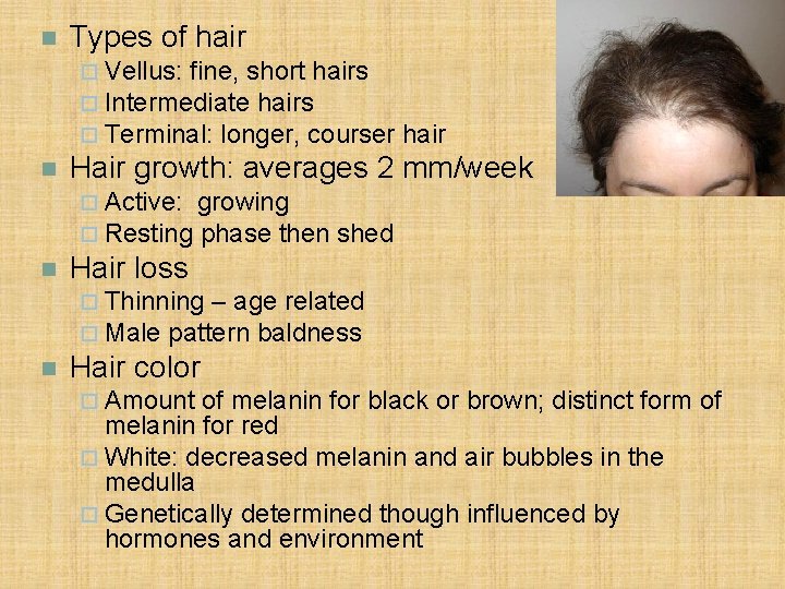 n Types of hair ¨ Vellus: fine, short hairs ¨ Intermediate hairs ¨ Terminal: