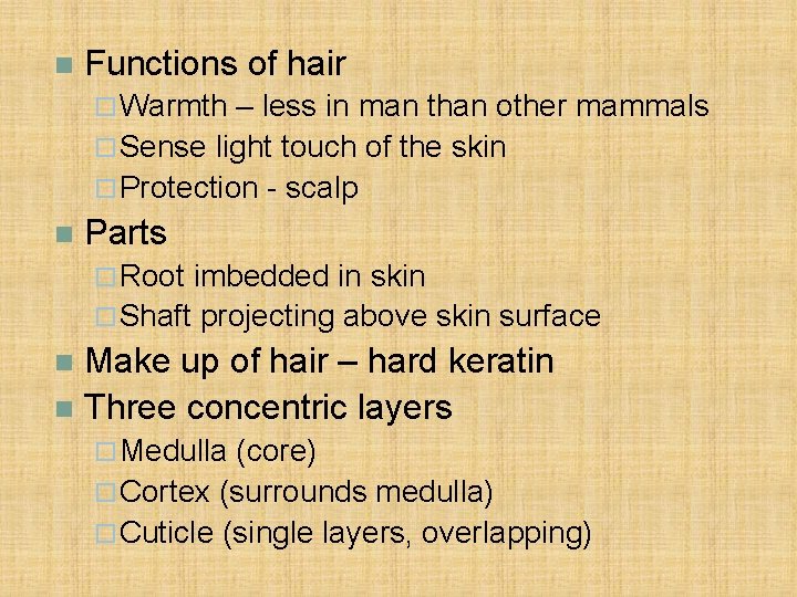 n Functions of hair ¨ Warmth – less in man than other mammals ¨